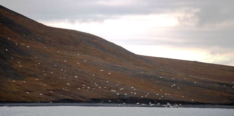 Wideshot_of_Polar_Bears