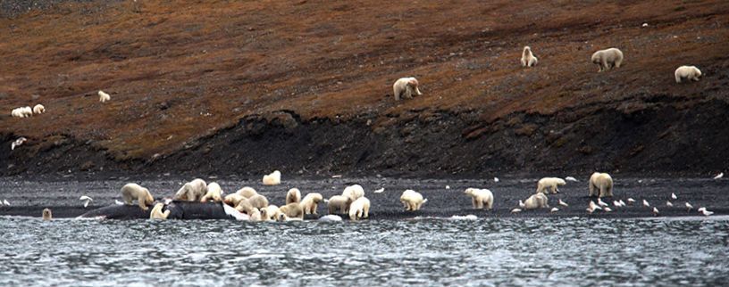 Polar_Bears_Feasting_On_Carcass