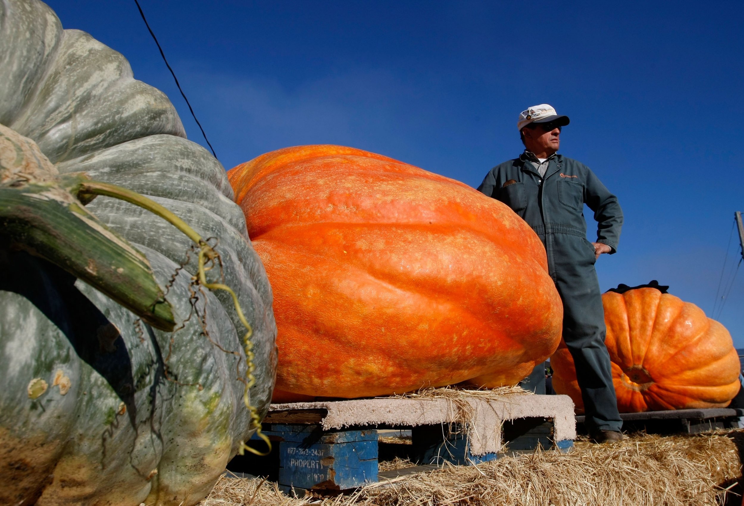 World s Largest Pumpkin 2017 Is This 2 222 Pound Gourd From Belgium 