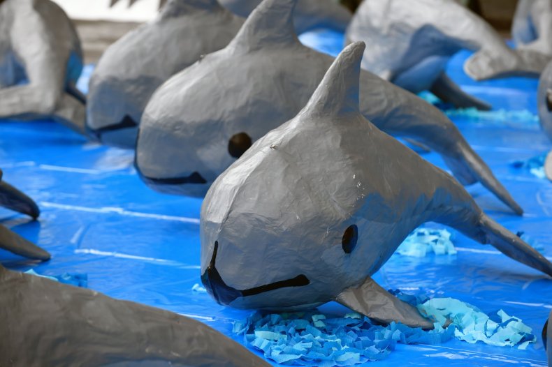 10_10_vaquita