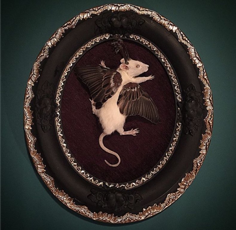 Winged_Rat_Alternative_Taxidermy