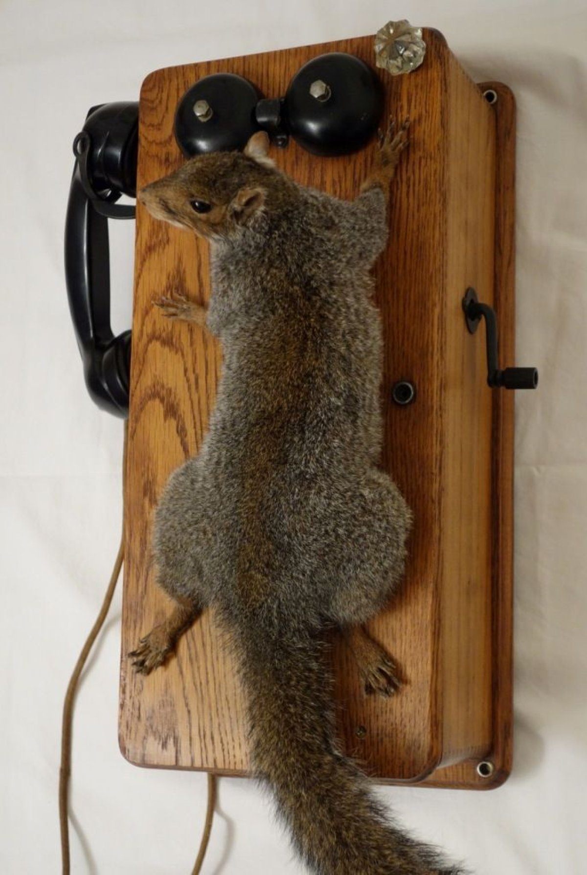 Squirrel_Telephone_Alternative_Taxidermy