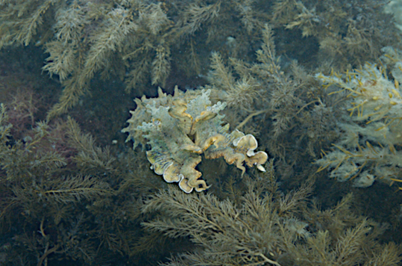 cuddlefish