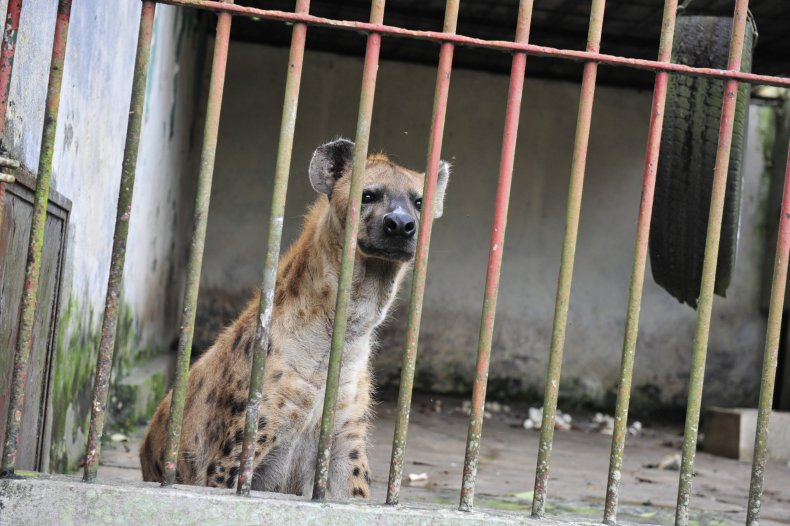 Hyena