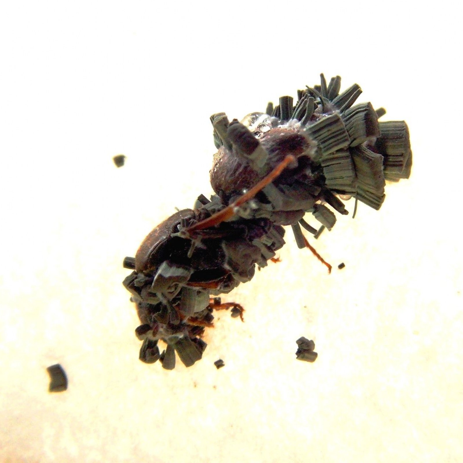 Queen Ants Dismember And Bury Corpses In Elaborate Death Rituals