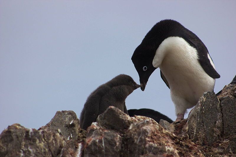 Adelie_penguin_with_pup_IMG_1202