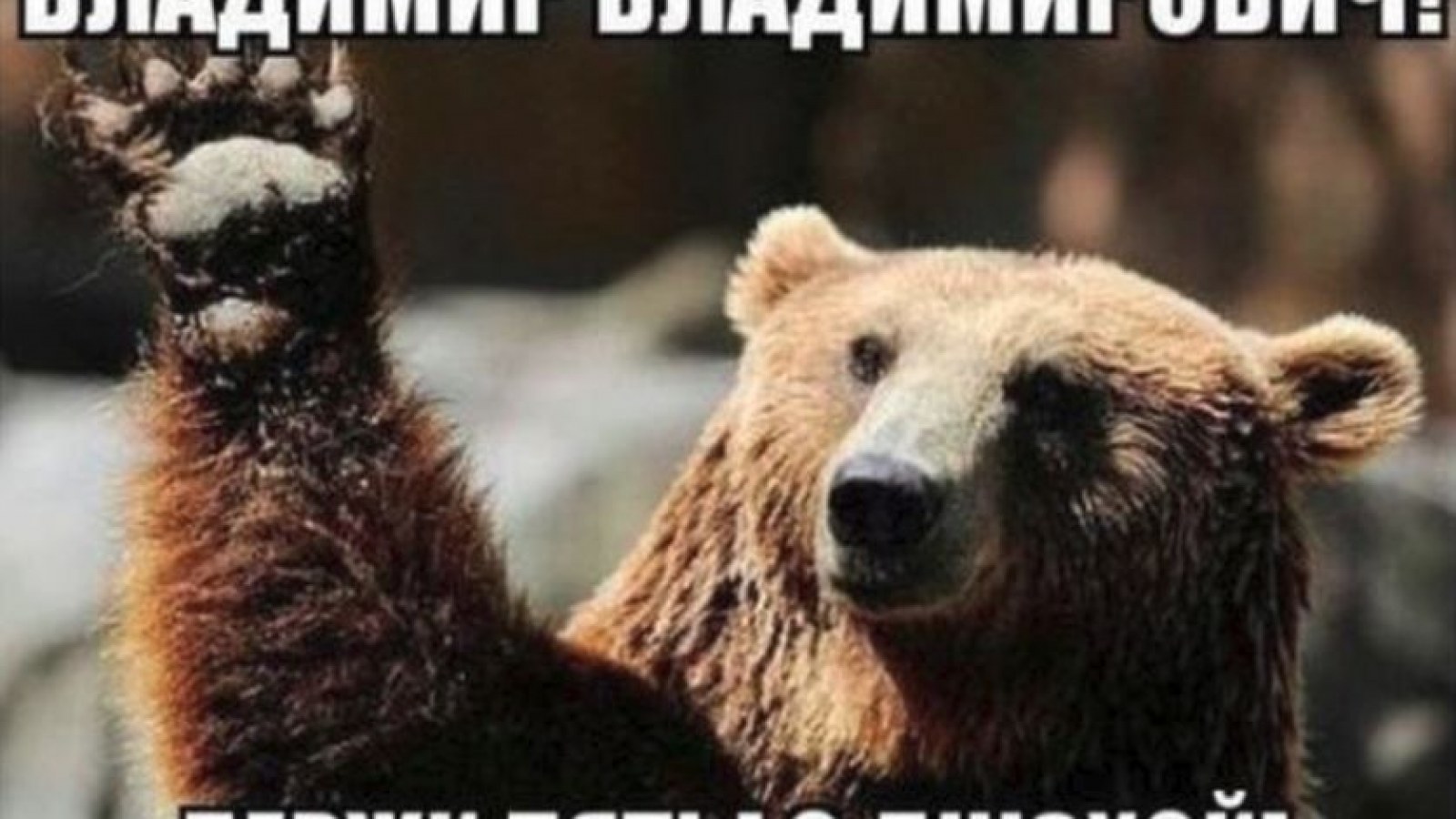 Thousands Wished Putin Happy Birthday But Most Of Them Were Bots