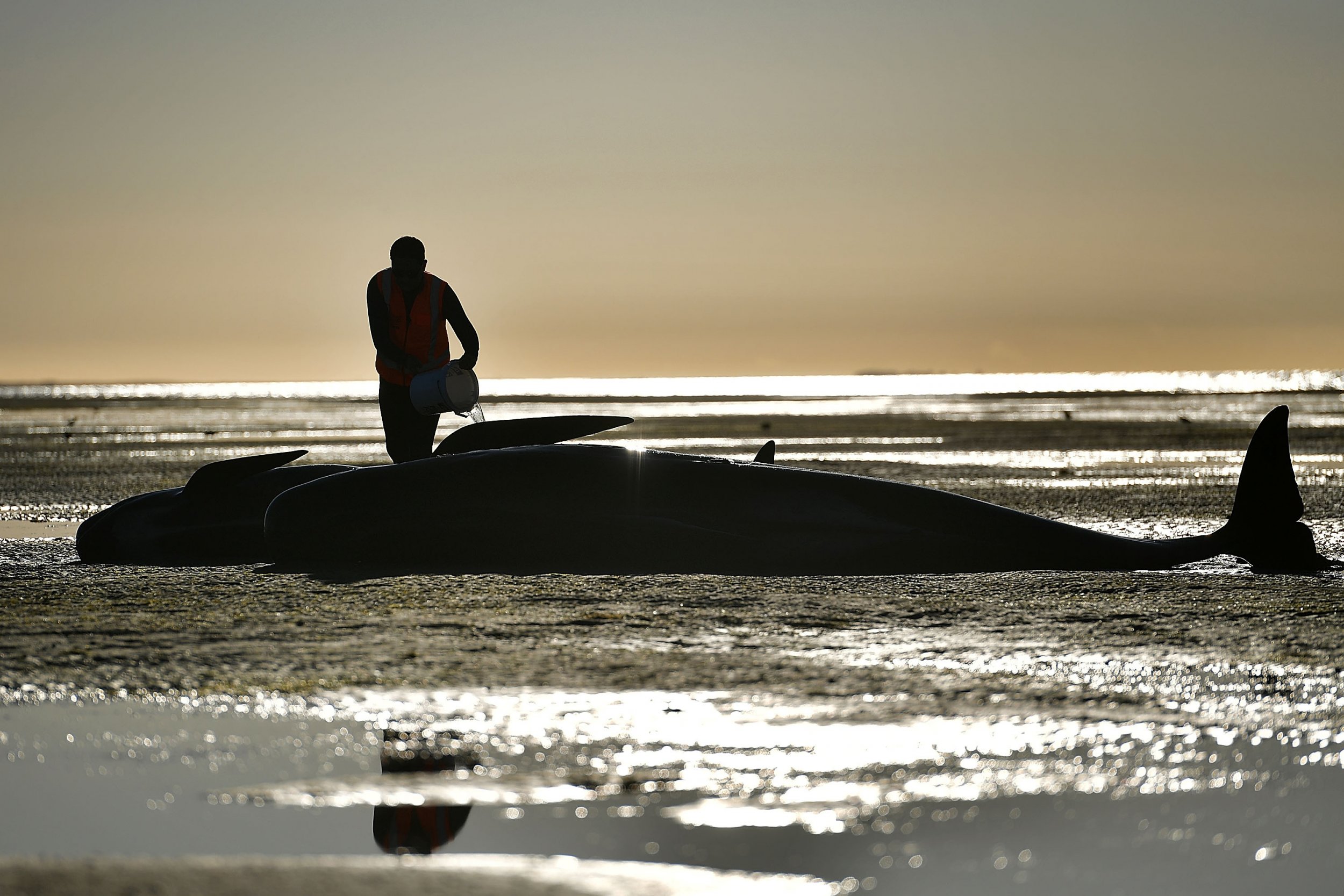 Beached Whales Found Dead On Hawaii Beach