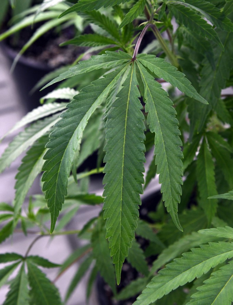 Marijuana plant Vegas