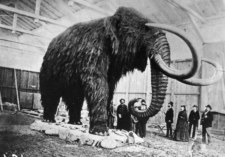 Stuffed_Mammoth