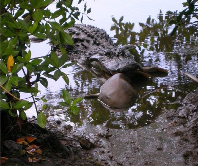 gator-shark-sm