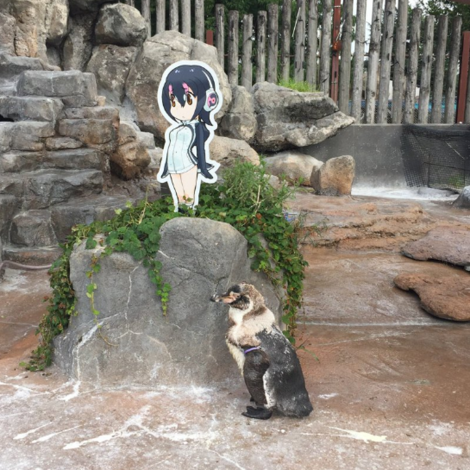 Penguin in Love With Anime Poster Romantically Dies By Its Side at Japanese  Zoo