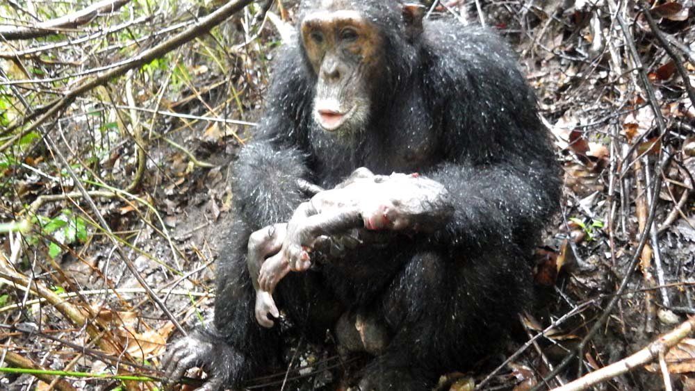 chimpanzee baby eating