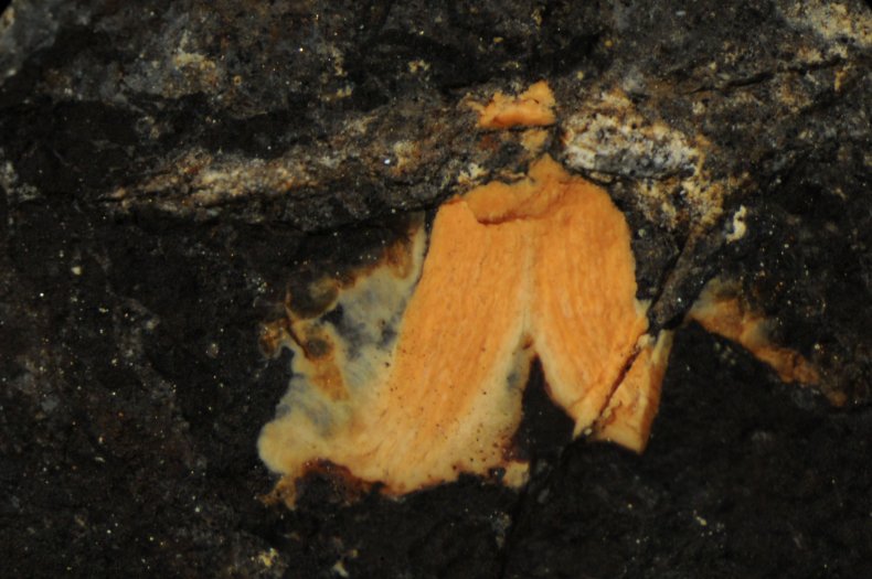 bird_gland