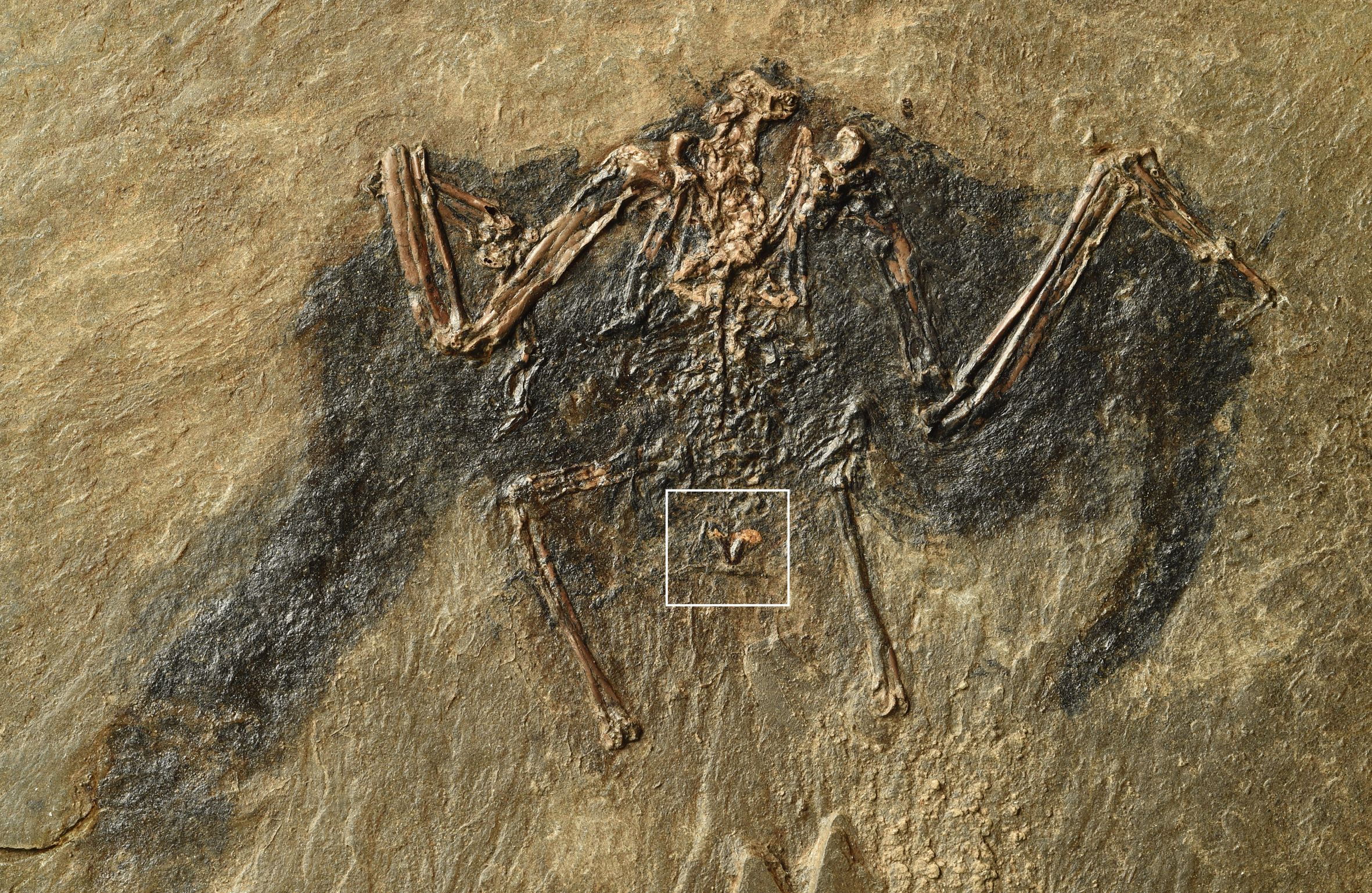 48 Million-Year-Old Prehistoric Bird Preened Its Feathers Just Like a  Flamingo