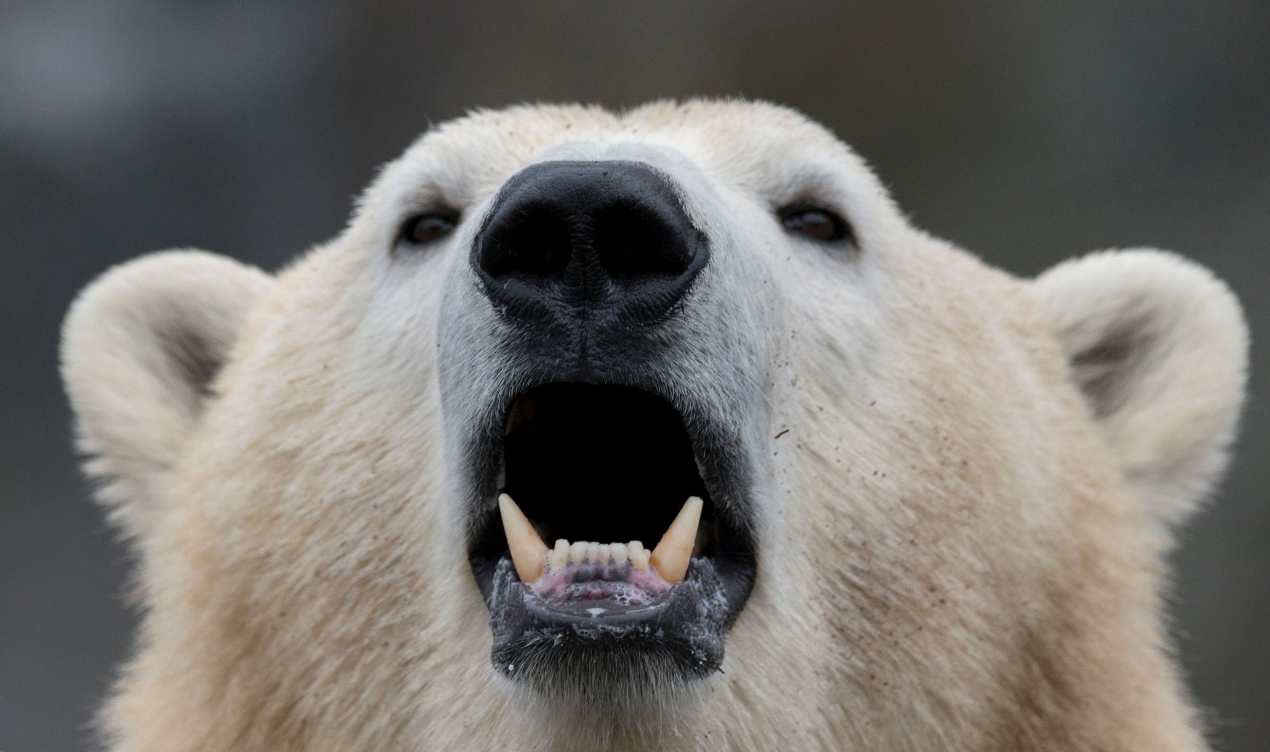 Plastic Pollution is Making Polar Bears Grow Two Sets of ...