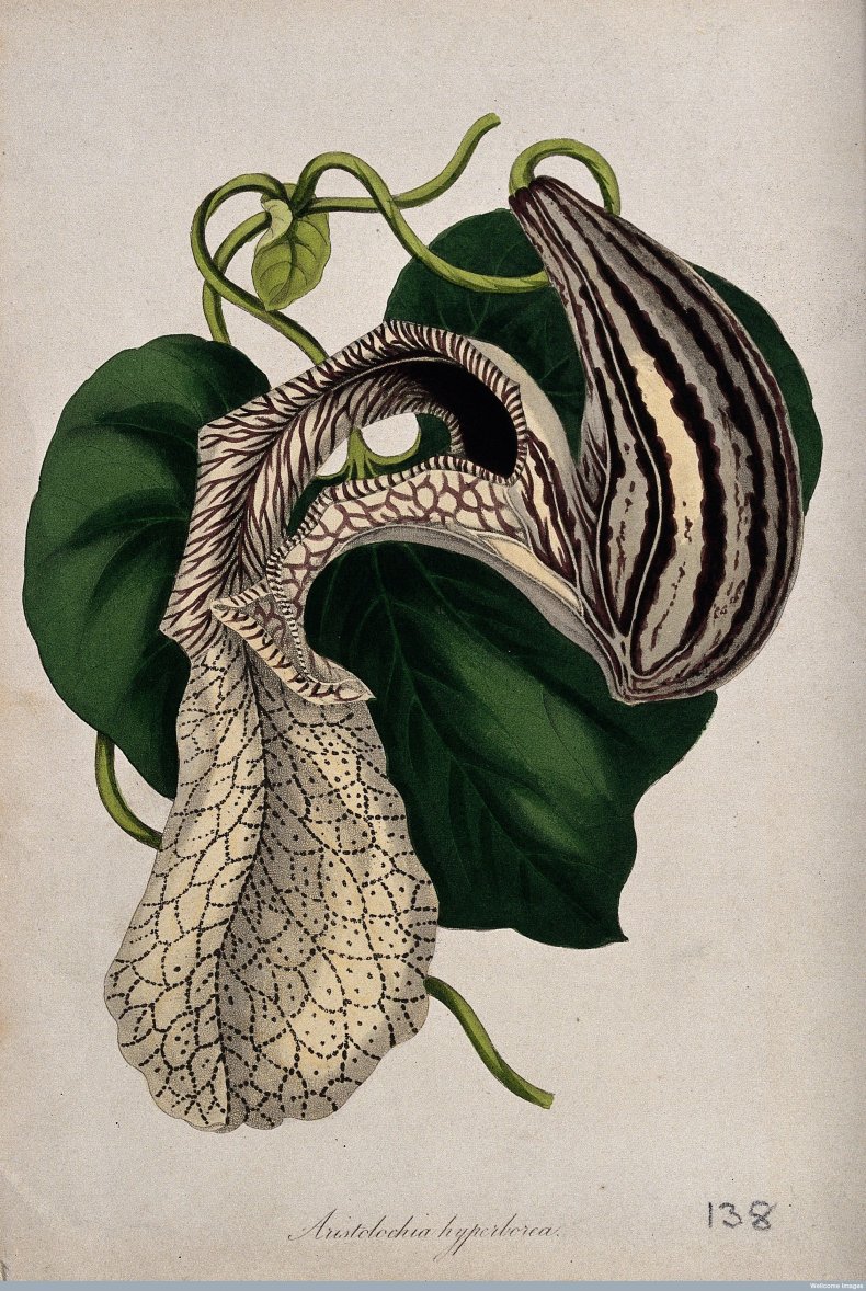 Birthwort etching