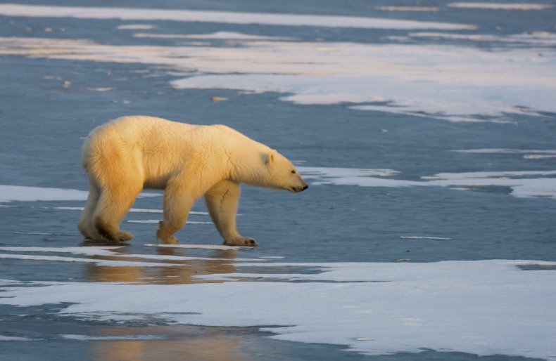 10_17_arctic_polar_bear