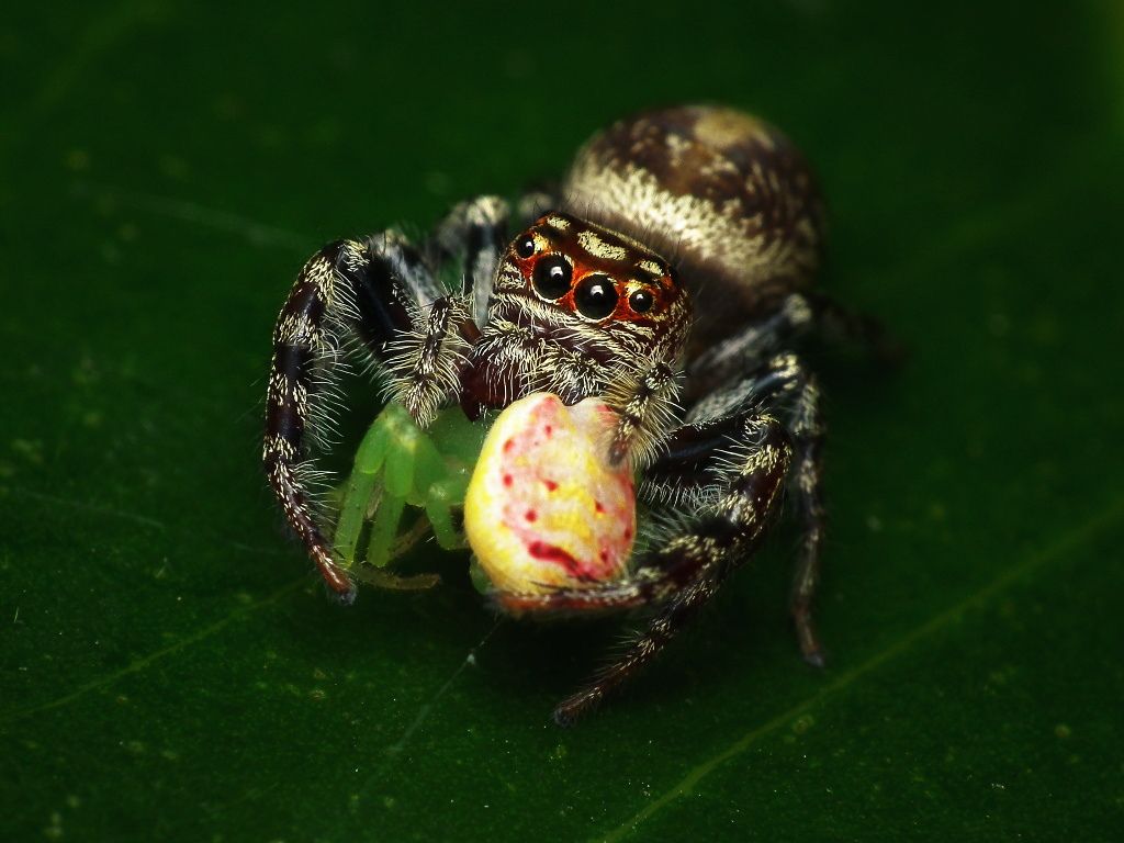 10_18_jumping_spider_australia