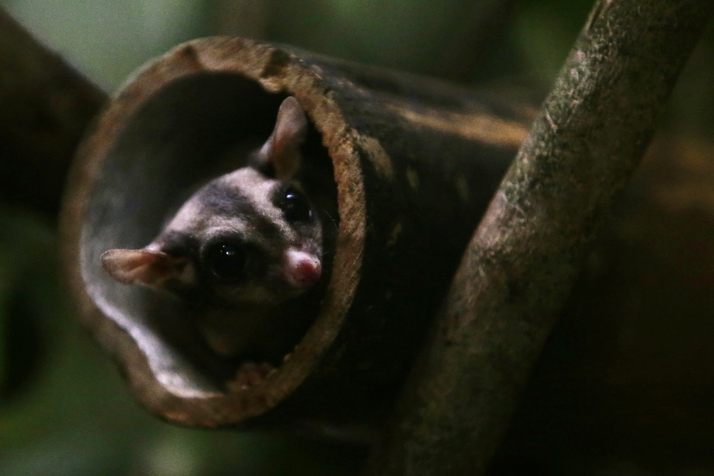 10_18_sugarglider