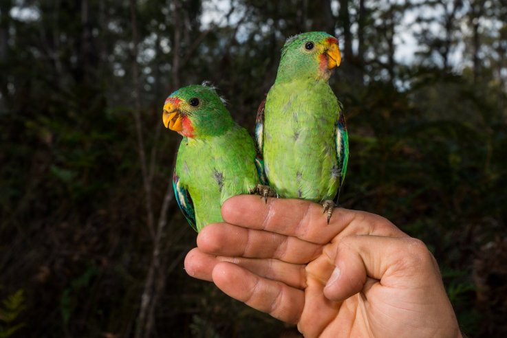 Young Swift Parrots _Photo Henry Cook Young Swift Parrots _Photo Henry Cook