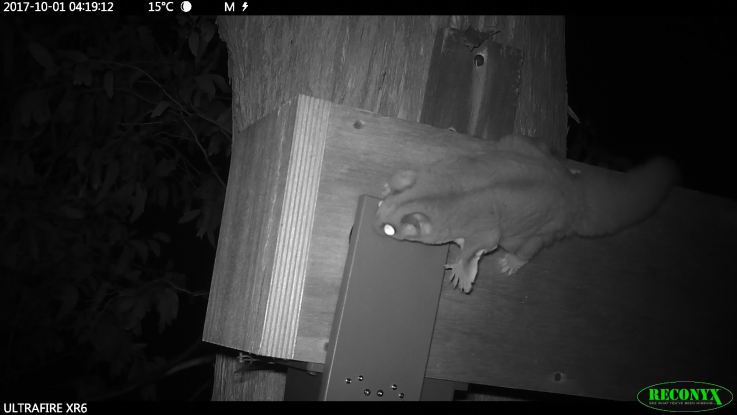 Sugar glider trying to get into nest box_Photo ANU Sugar glider trying to get into nest box_Photo ANU
