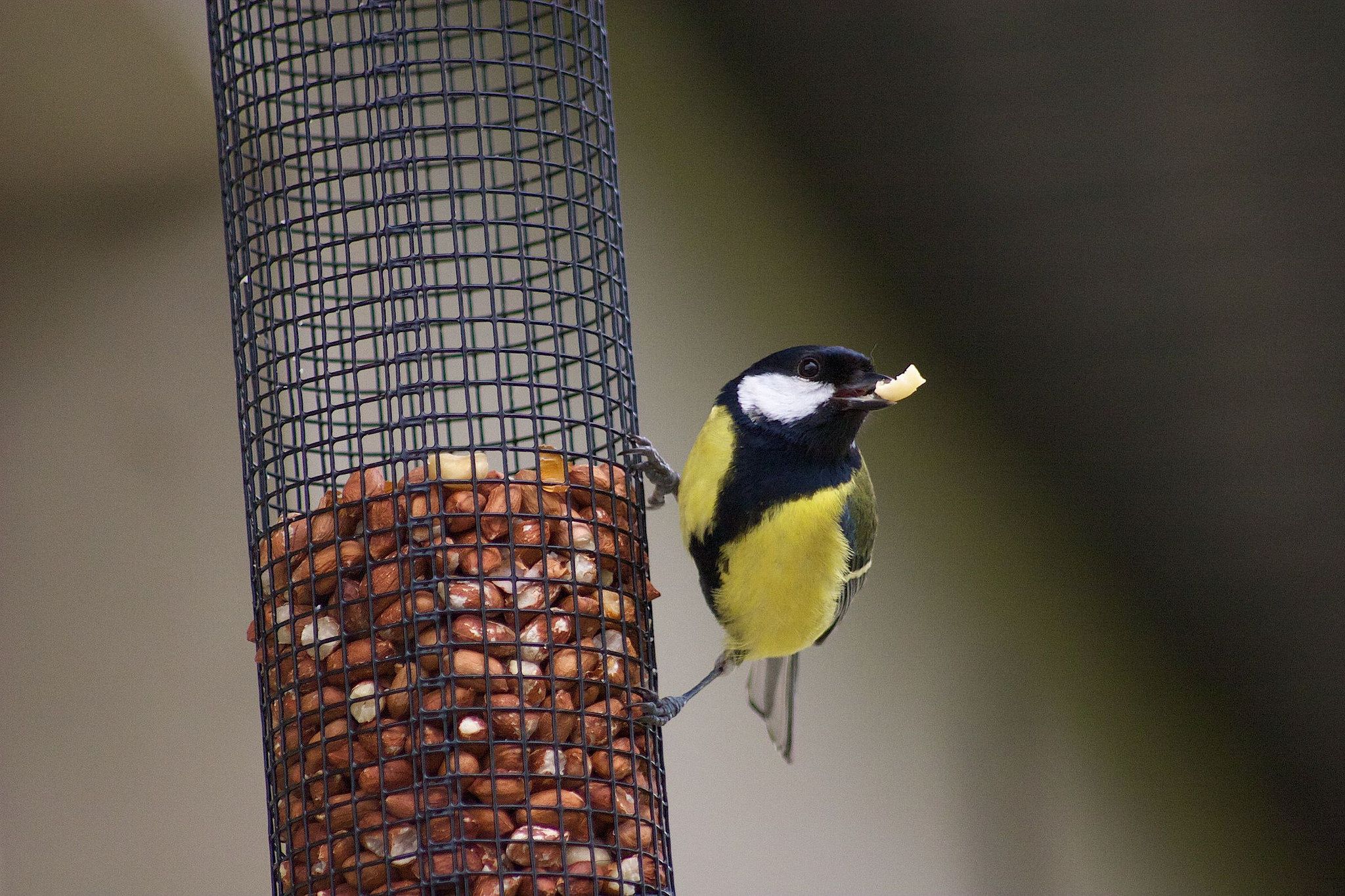 Great Tits Are Evolving Longer Beaks Because of Bird Feeders