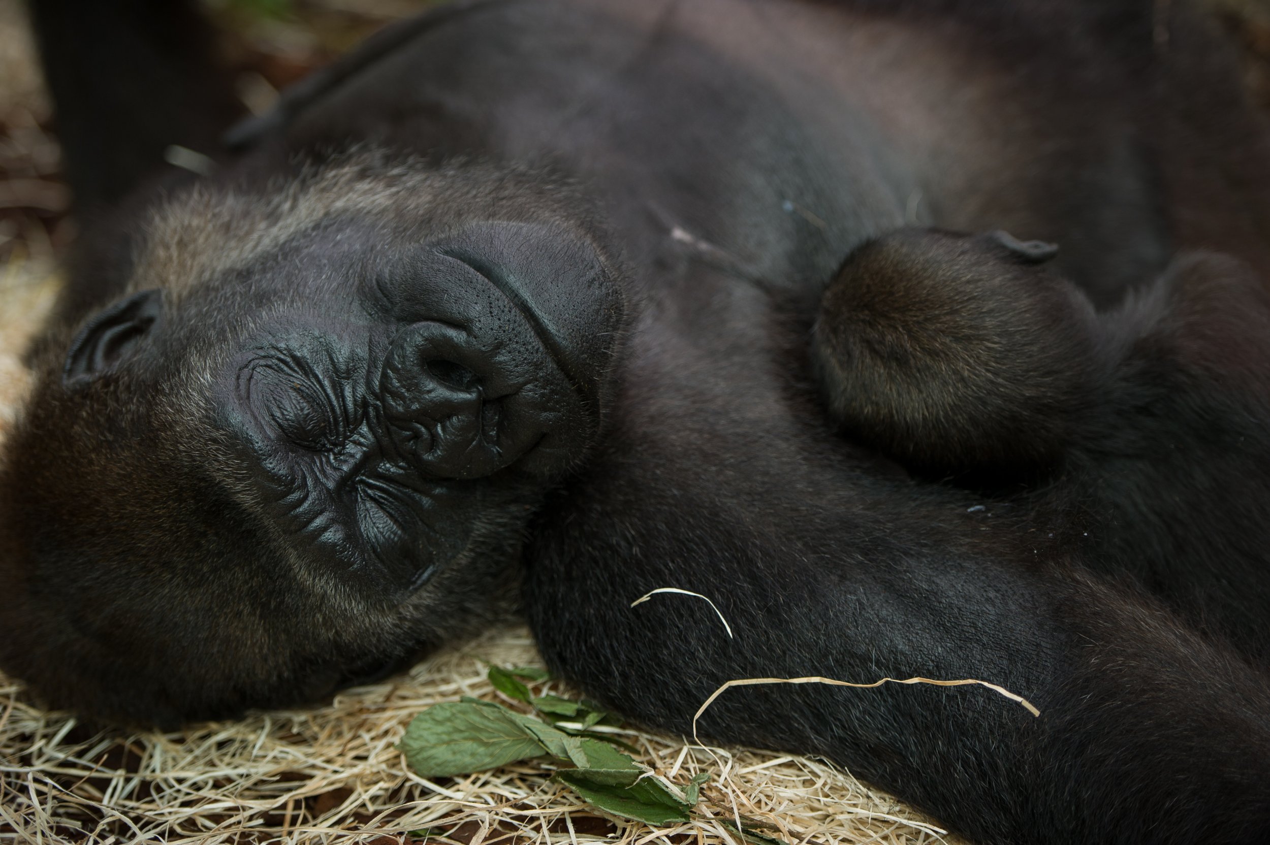 10_19_gorillas sleeping