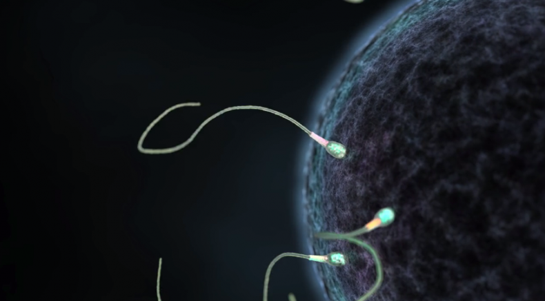 sperm sperm