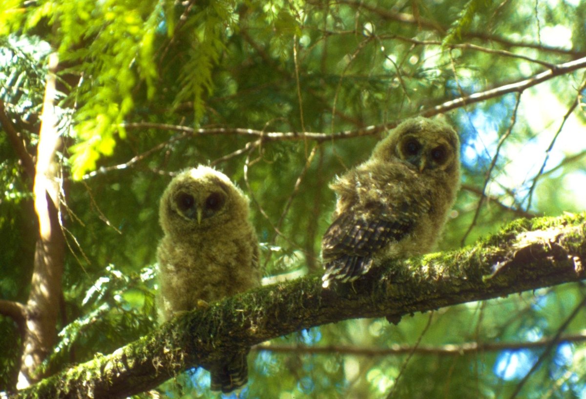 Northern_Spotted_Owl_(8434206254)