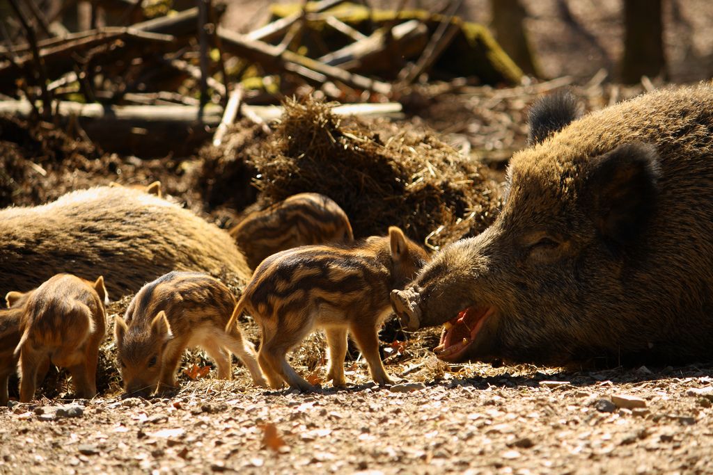 Wild_Boar_Mom