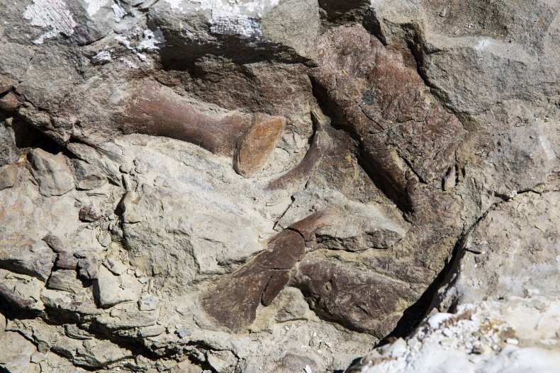 10_20_teratophoneus_curriei_tyrannosaur