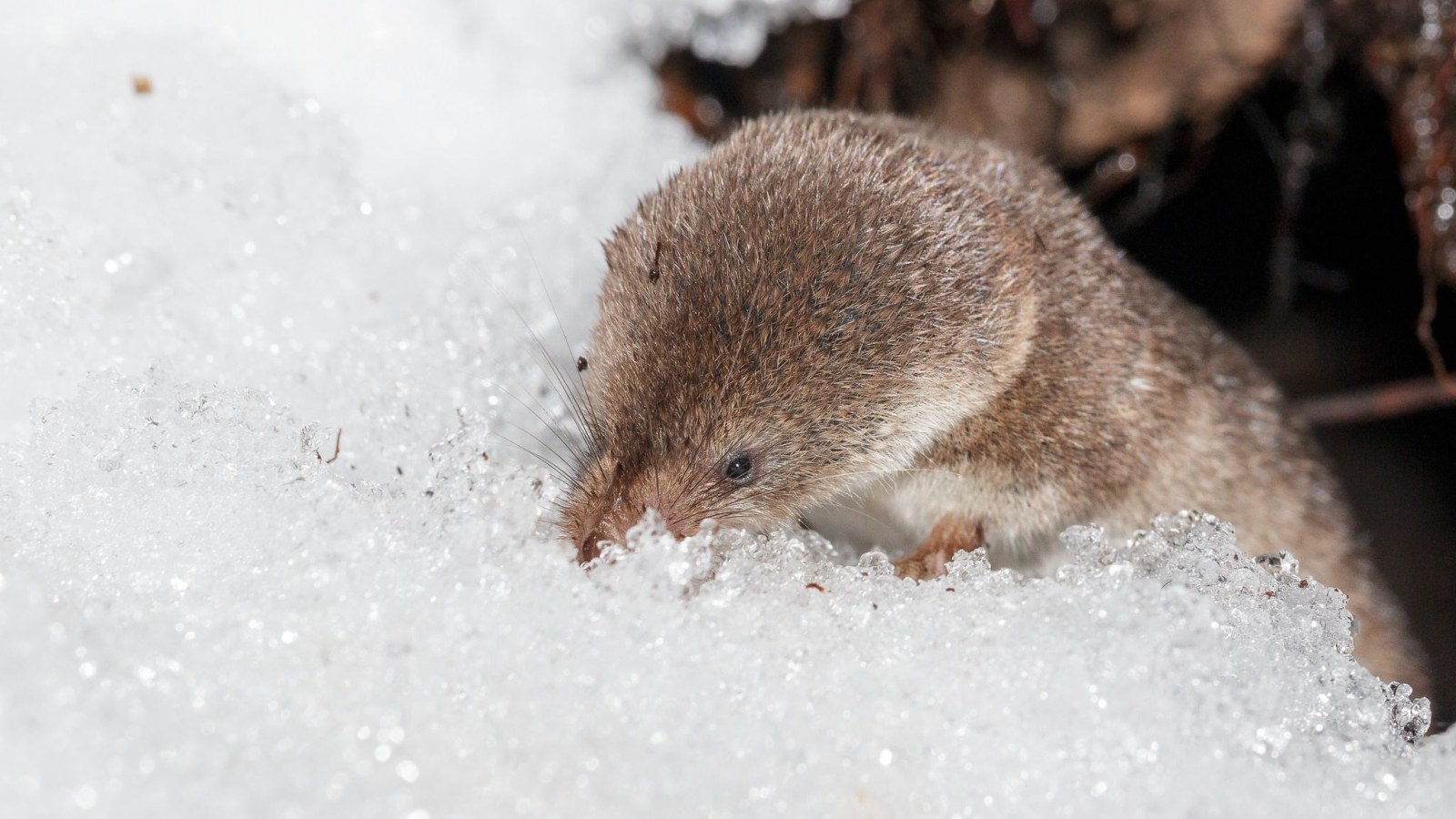 Micro Shrew Common Shrew