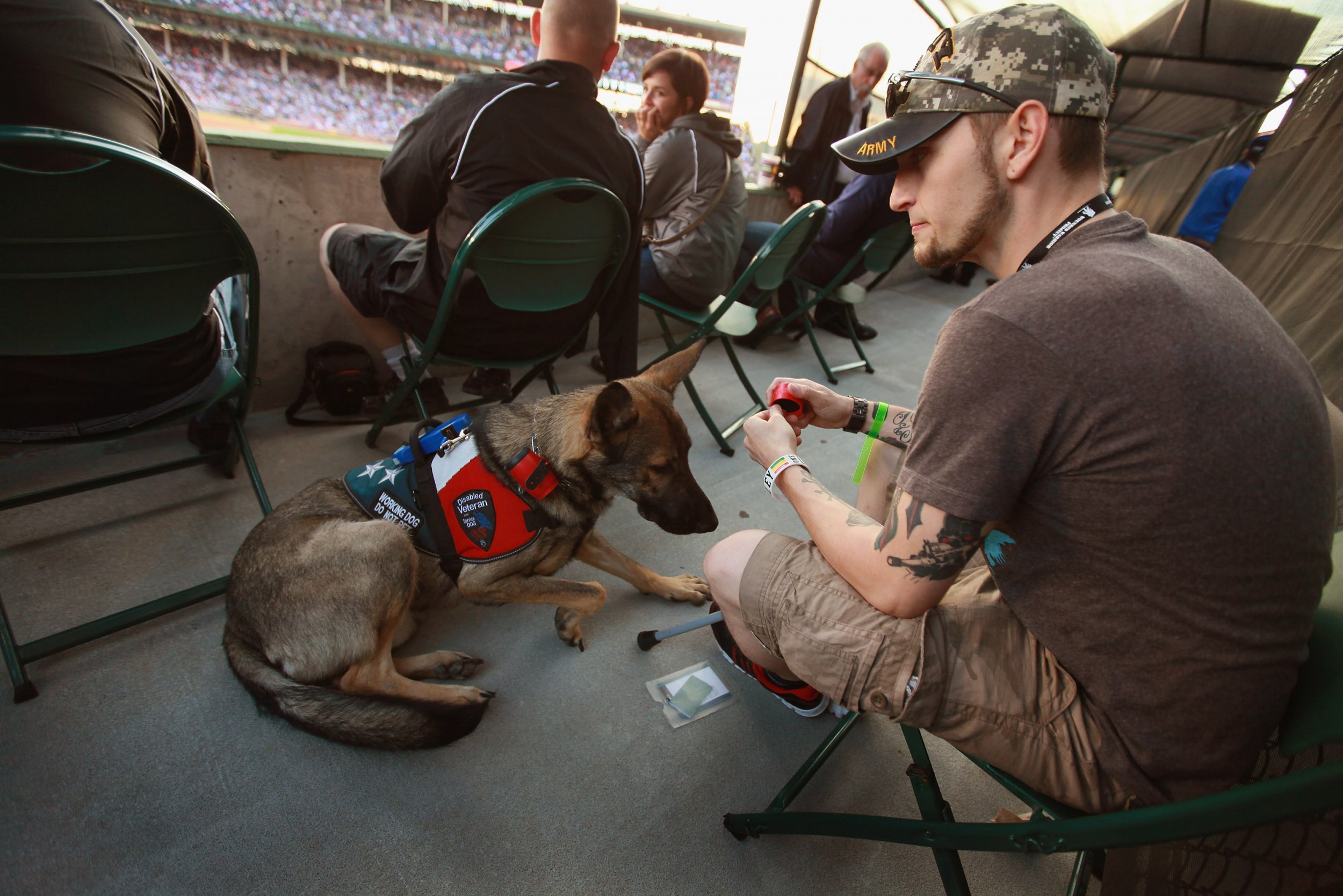 how to take a service dog on a plane