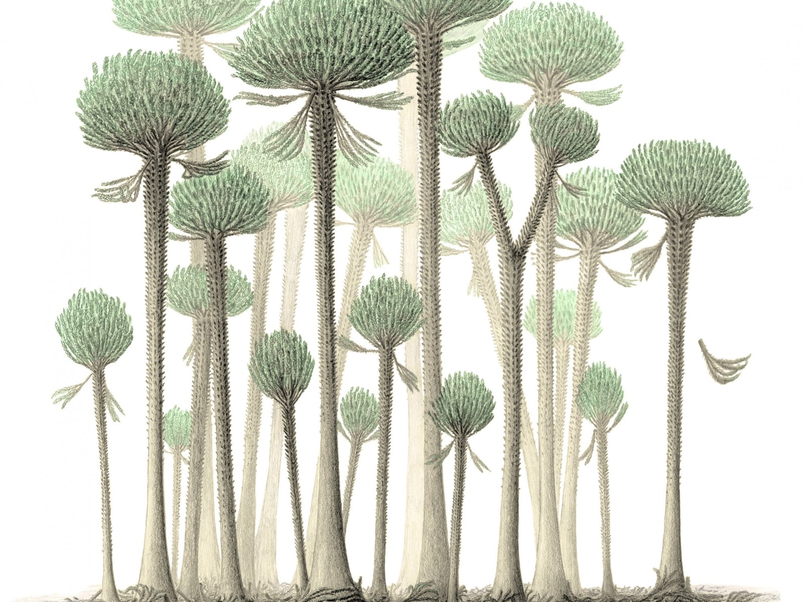 Αποτέλεσμα εικόνας για Cladoxylopsids