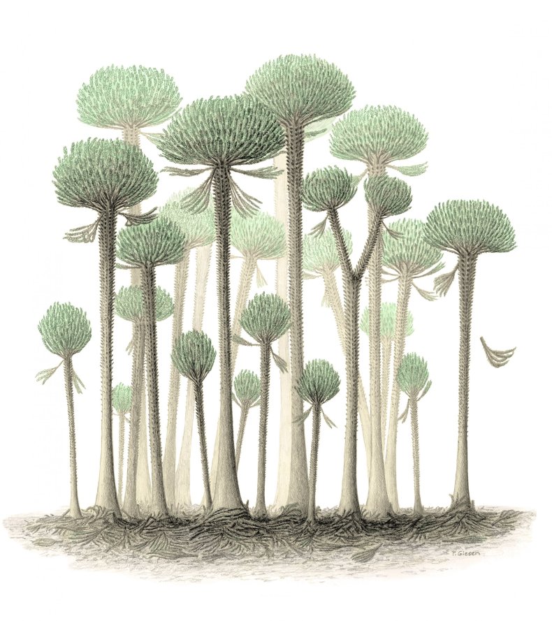 10_23_fossil_tree_recreation