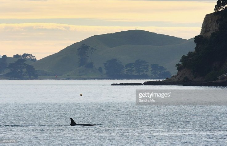 10_24_Killer Whale 10_24_Killer Whale