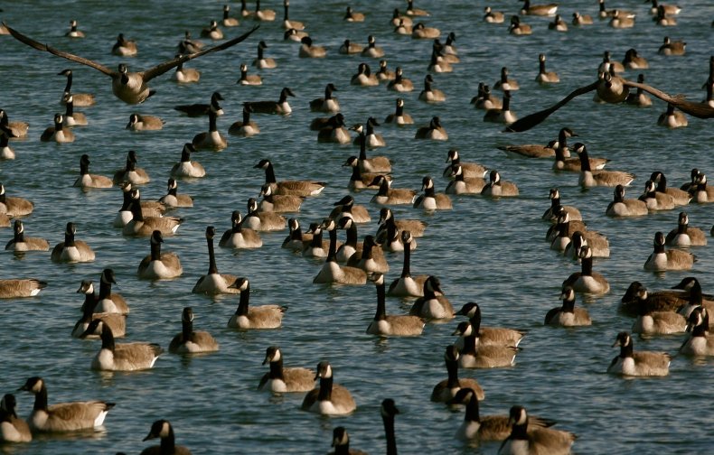 Canada geese horde
