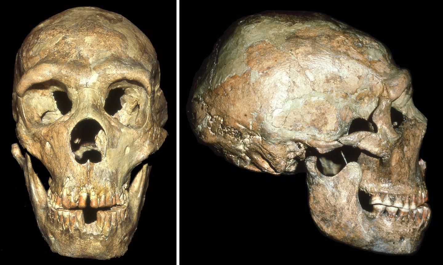 neanderthal skull