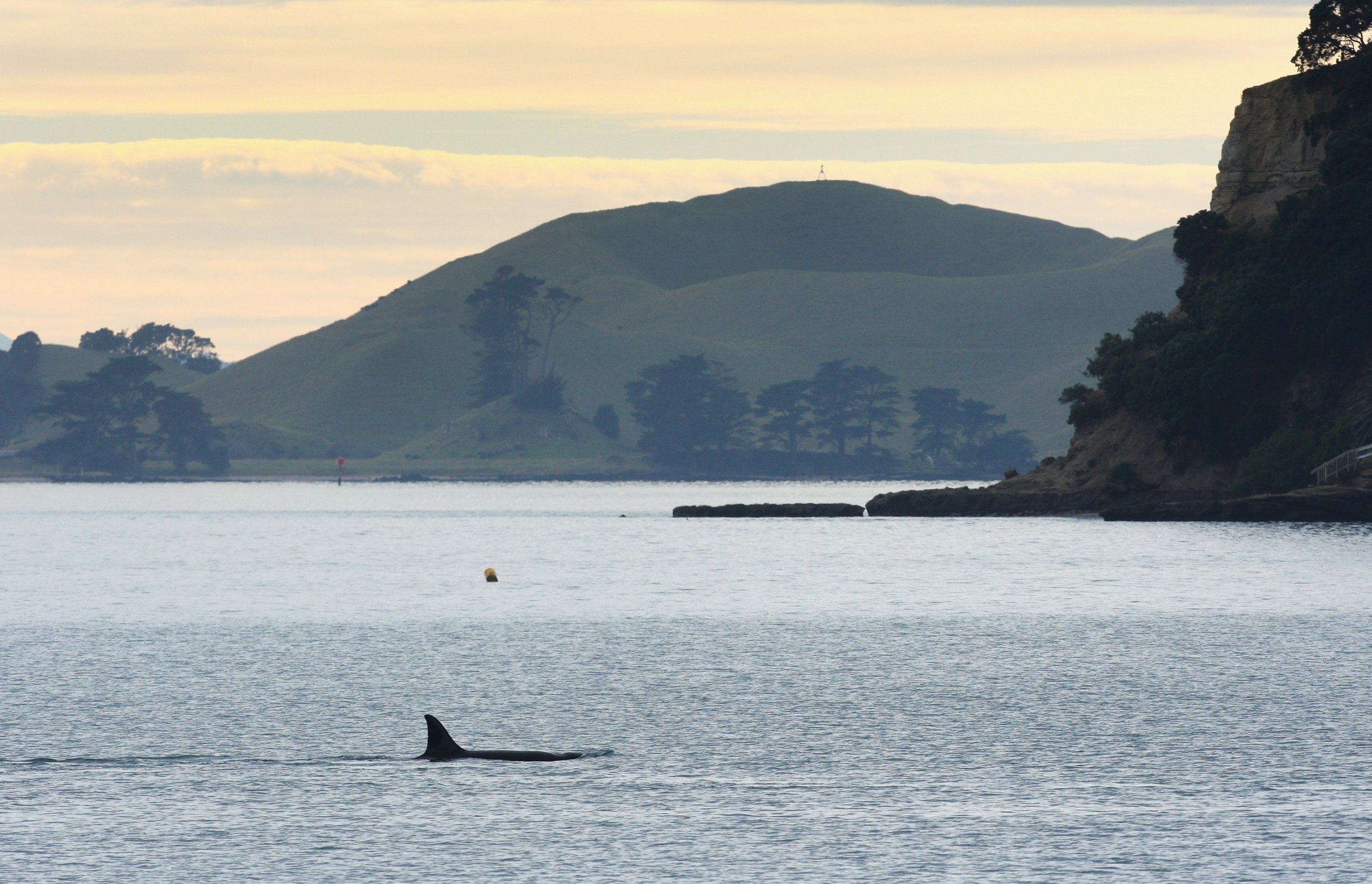 killer whales swimming