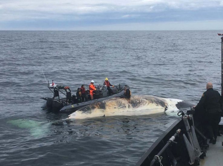 DFO rescue crew canada right whale DFO rescue crew canada right whale