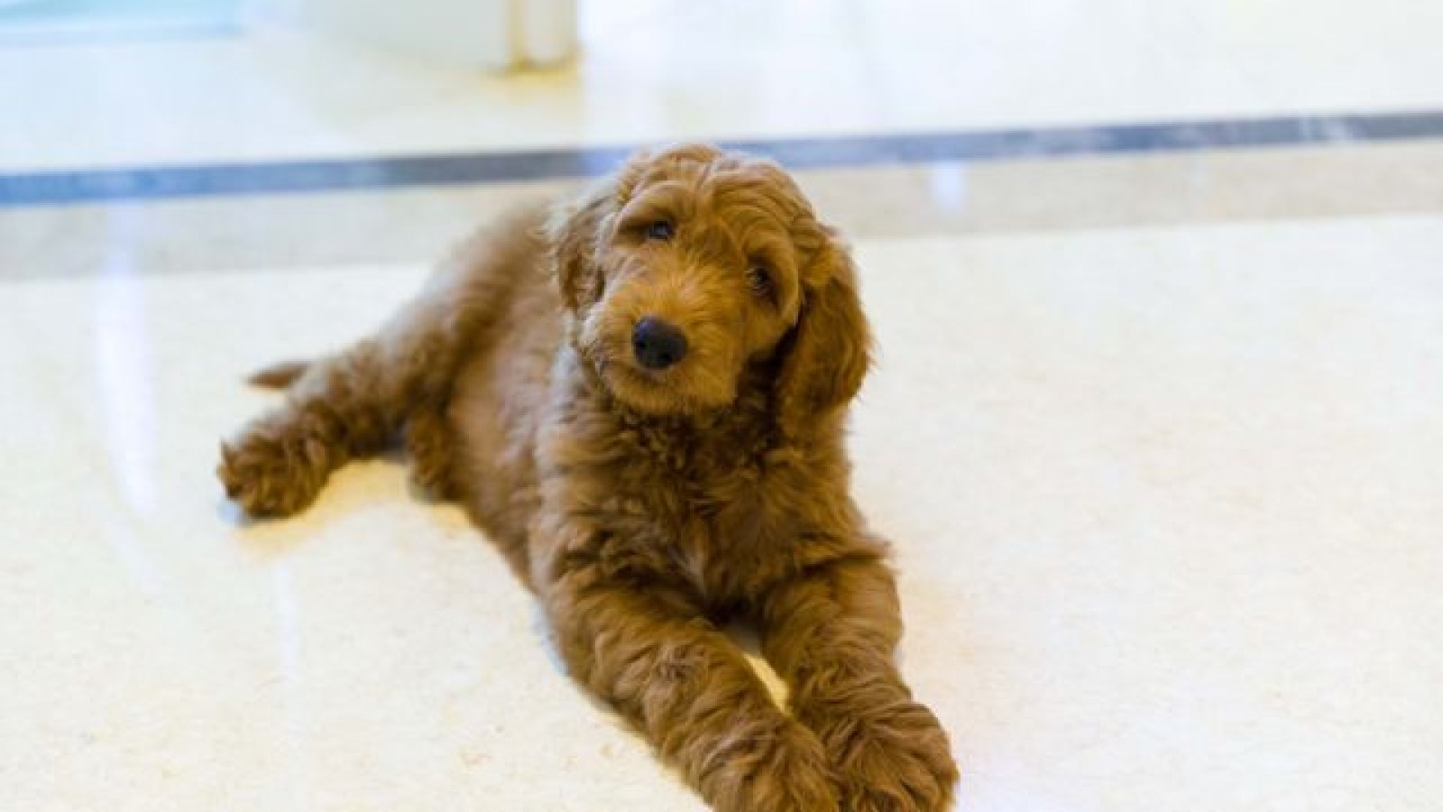 Why Does President Donald Trump Hate Dogs