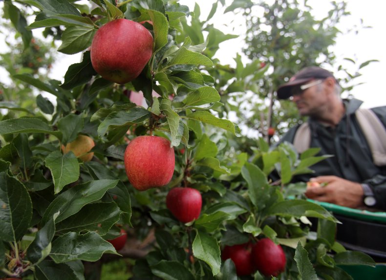 Apple Picking England