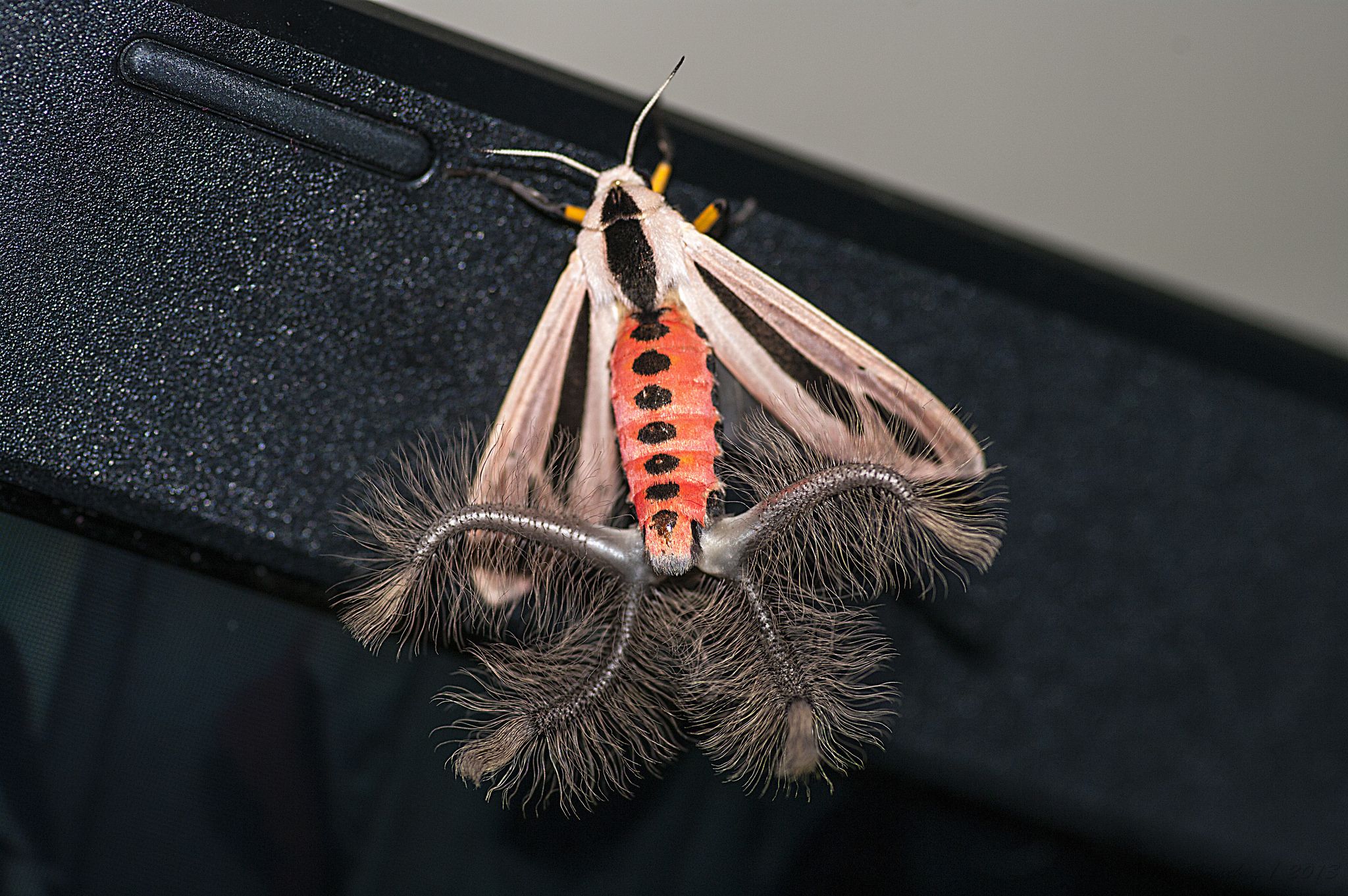 this-moth-s-weird-inflatable-butt-is-going-viral-but-it-has-a-real-purpose