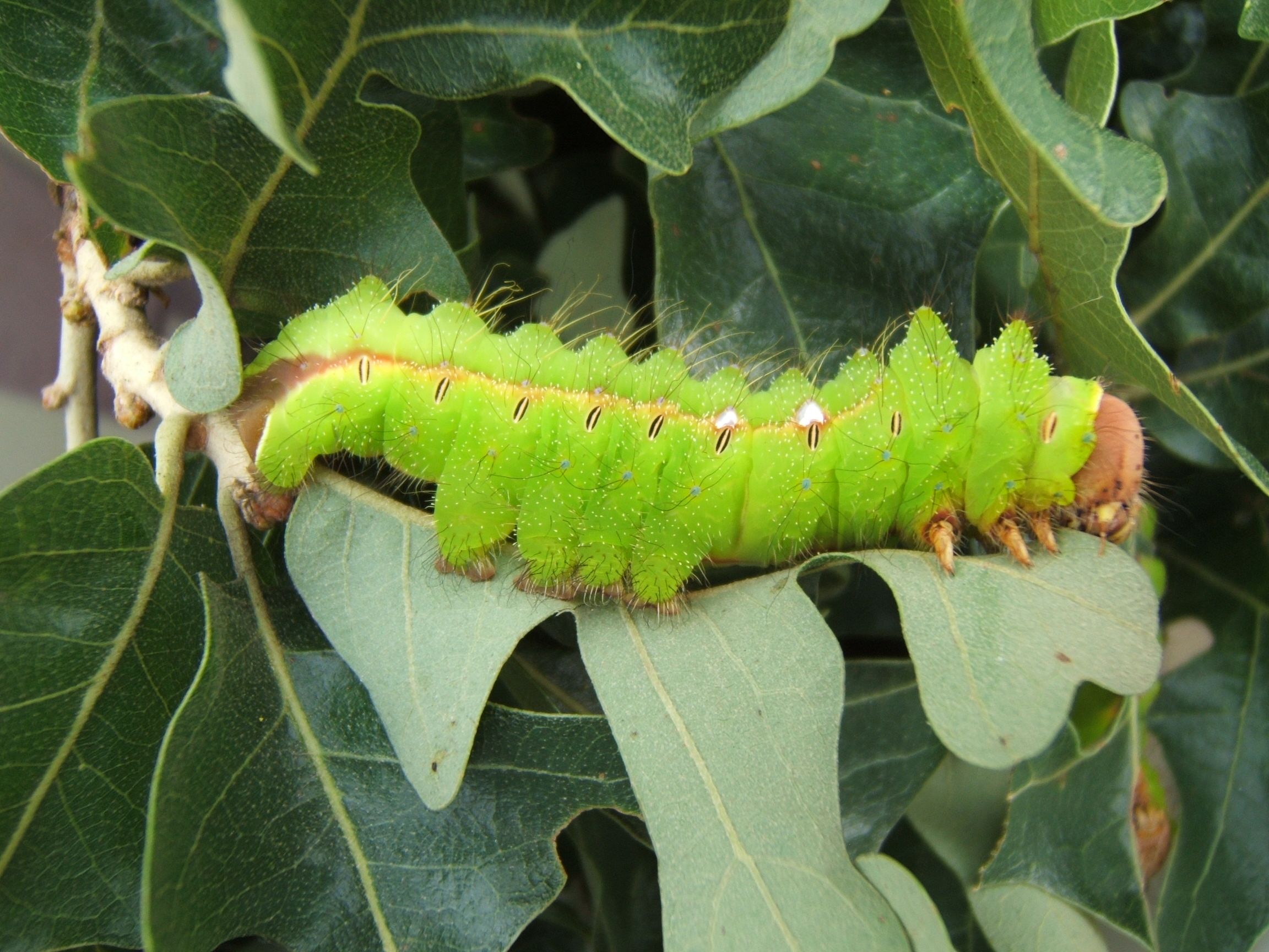 Antheraea_pernyi_6th_instar_6_sjh