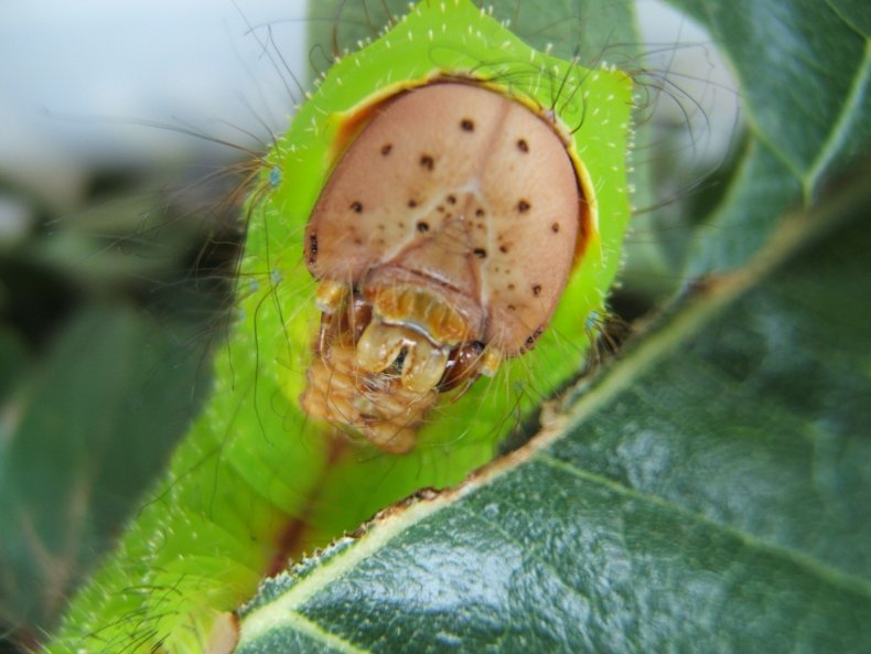 Antheraea_pernyi_6th_instar_5_sjh