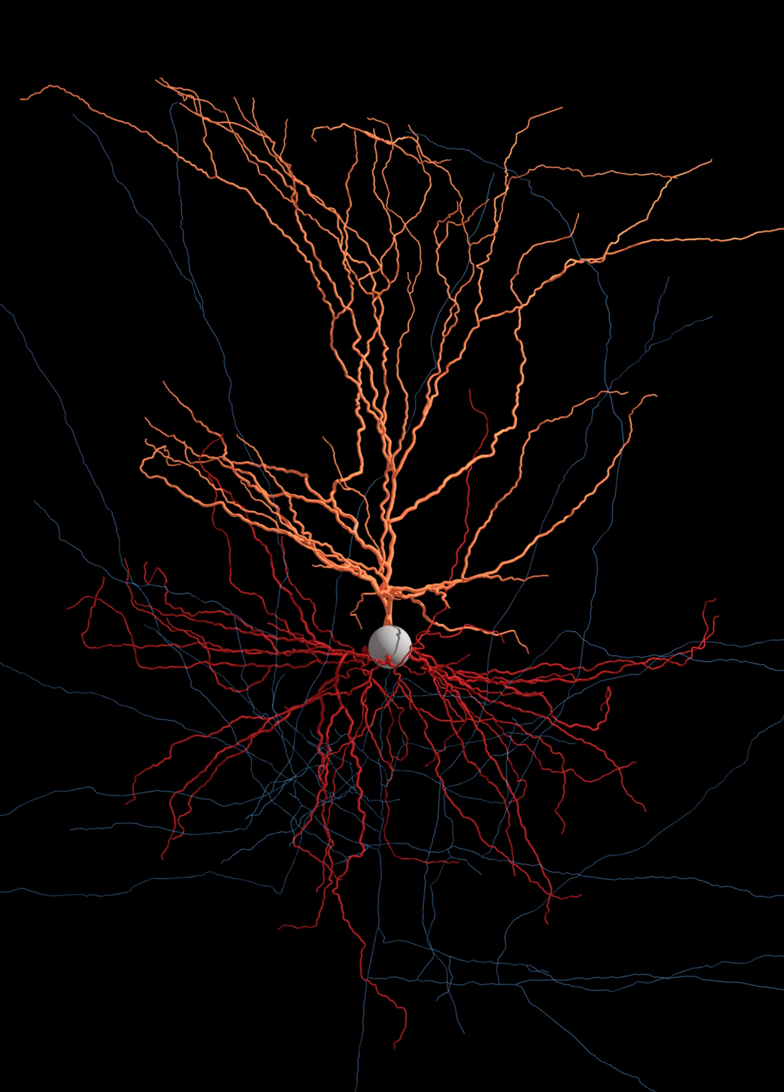 Human cell 1 reconstruction