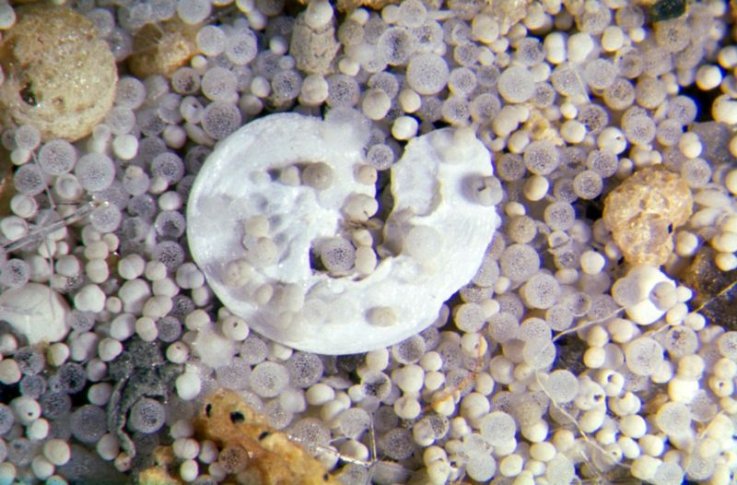 800px-Mikrofossils_hg 800px-Mikrofossils_hg