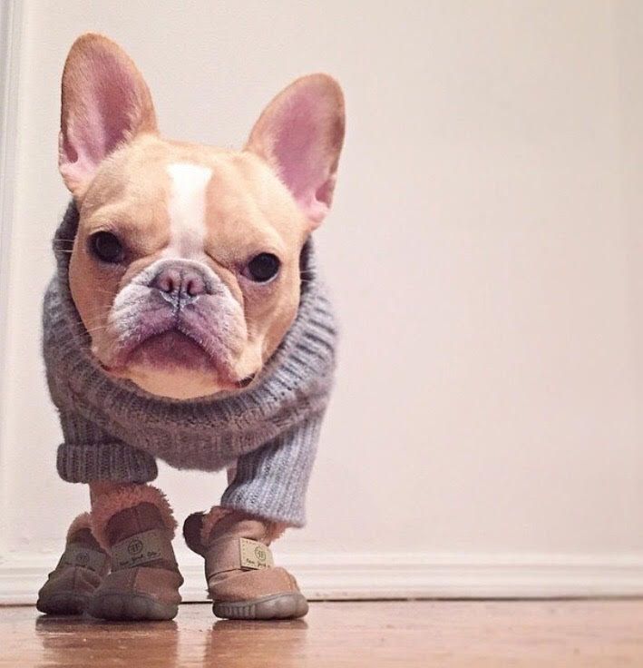 mini frenchie