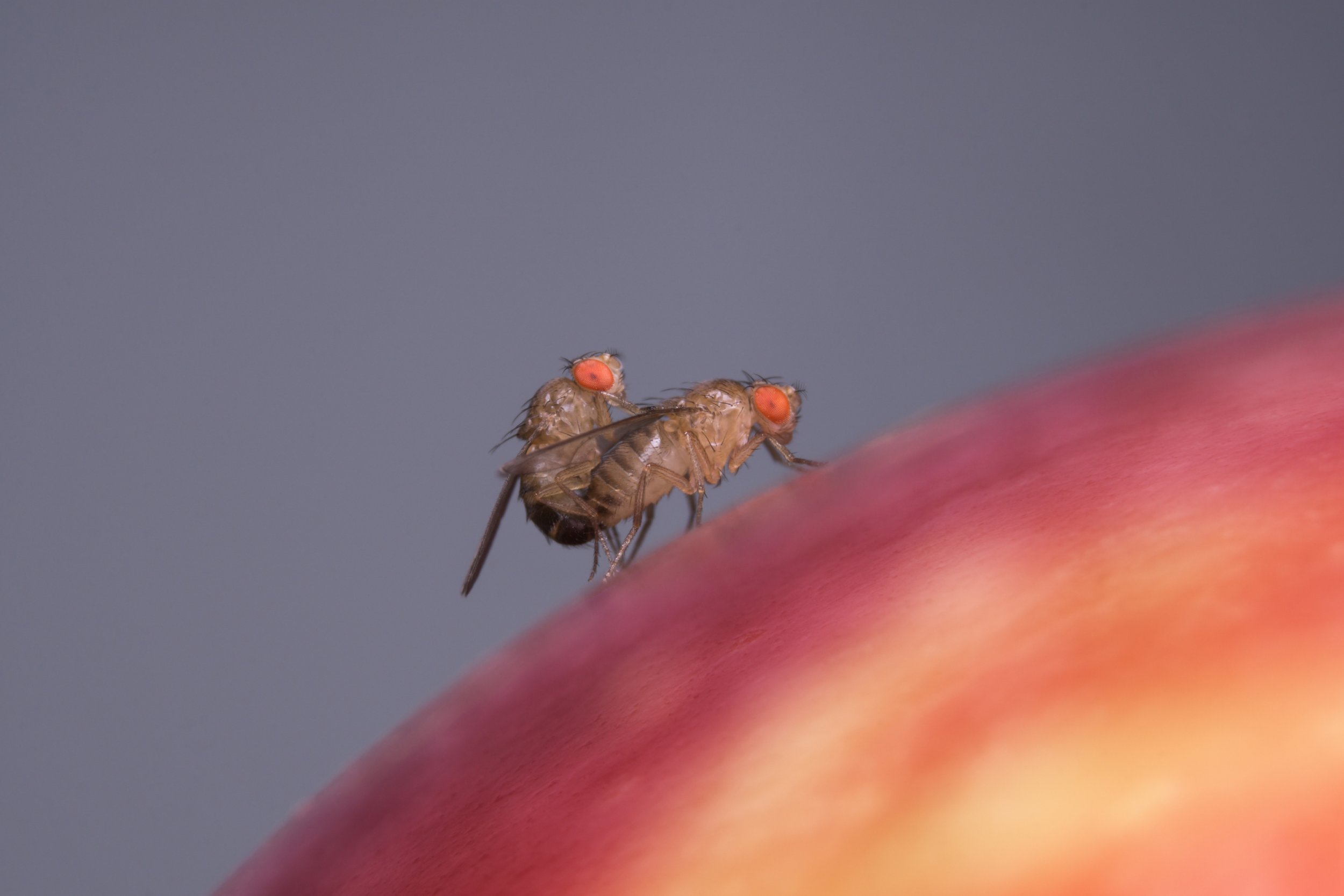 Female Virgin Fruit Flies Are More Likely to Have Sex if They Smell Food -  Newsweek